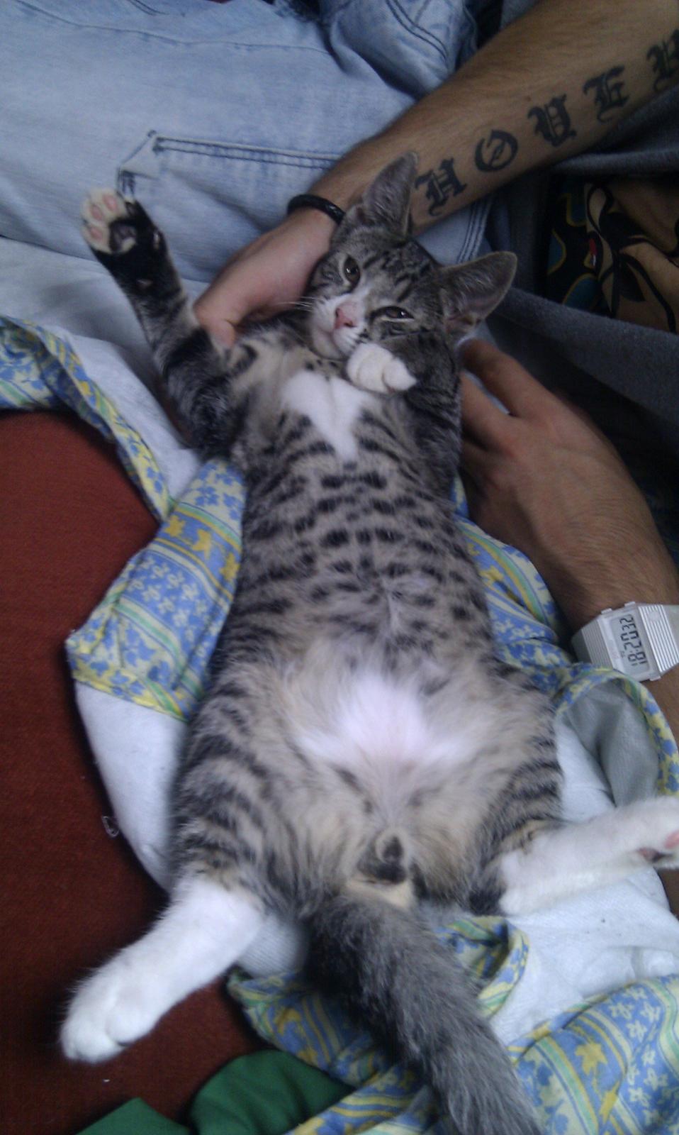 Huskat Mojo - Se mit flotte hjerte !  billede 13