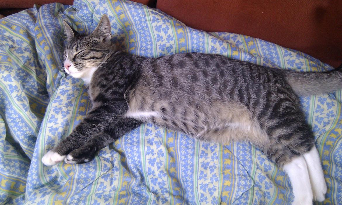 Huskat Mojo billede 14