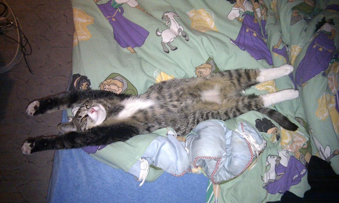 Huskat Mojo - Det da også meget behageligt at sove sådan her :D billede 15