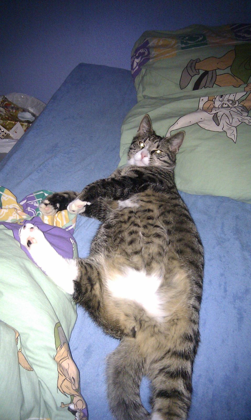 Huskat Mojo billede 16