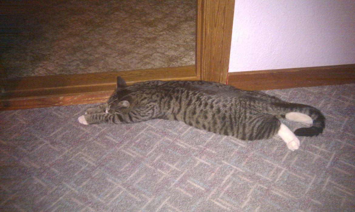 Huskat Mojo billede 17