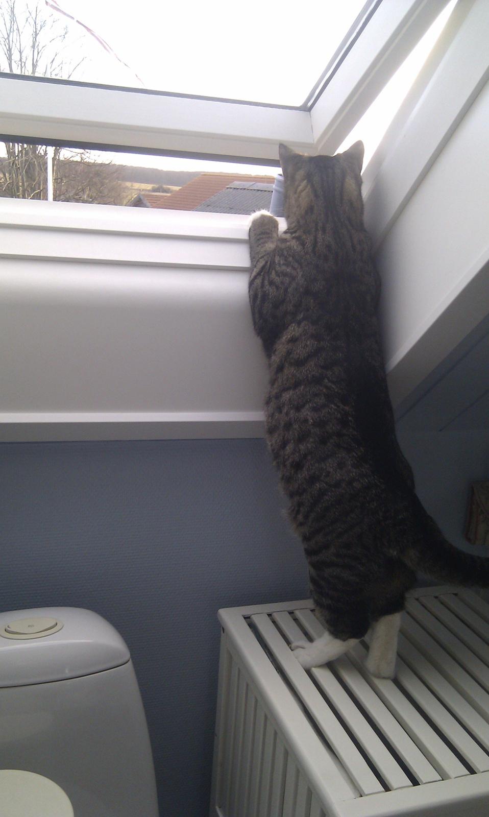 Huskat Mojo - Når man nu kun kommer ud i snor, kan man jo lige holde øje med det hele sådan her :) billede 18