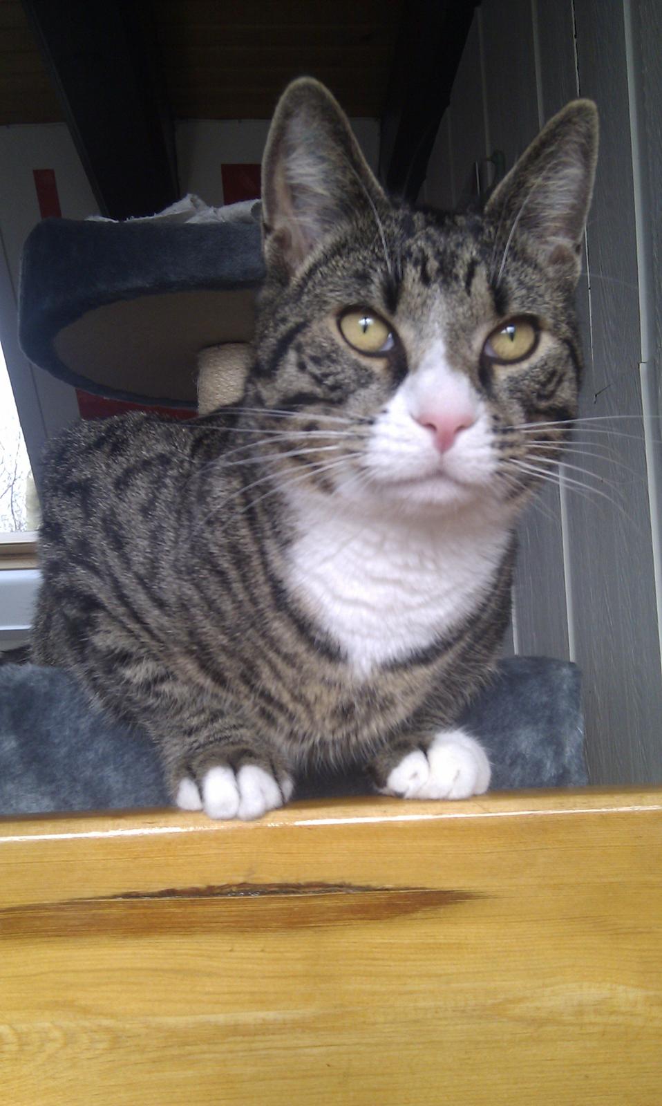 Huskat Mojo billede 19