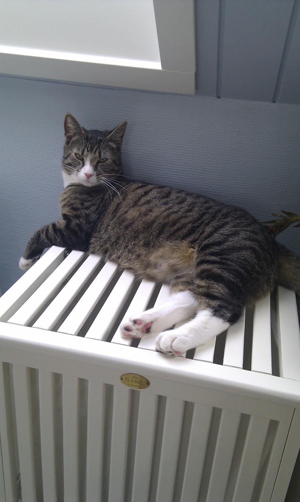 Huskat Mojo - Stor er jeg blevet :D billede 20