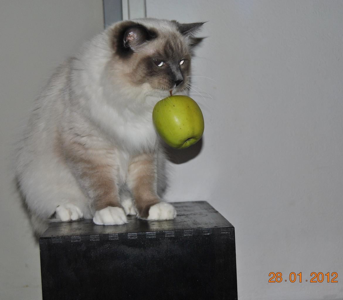 Ragdoll DK Lille Musse's Daredevil  aka Devil billede 5