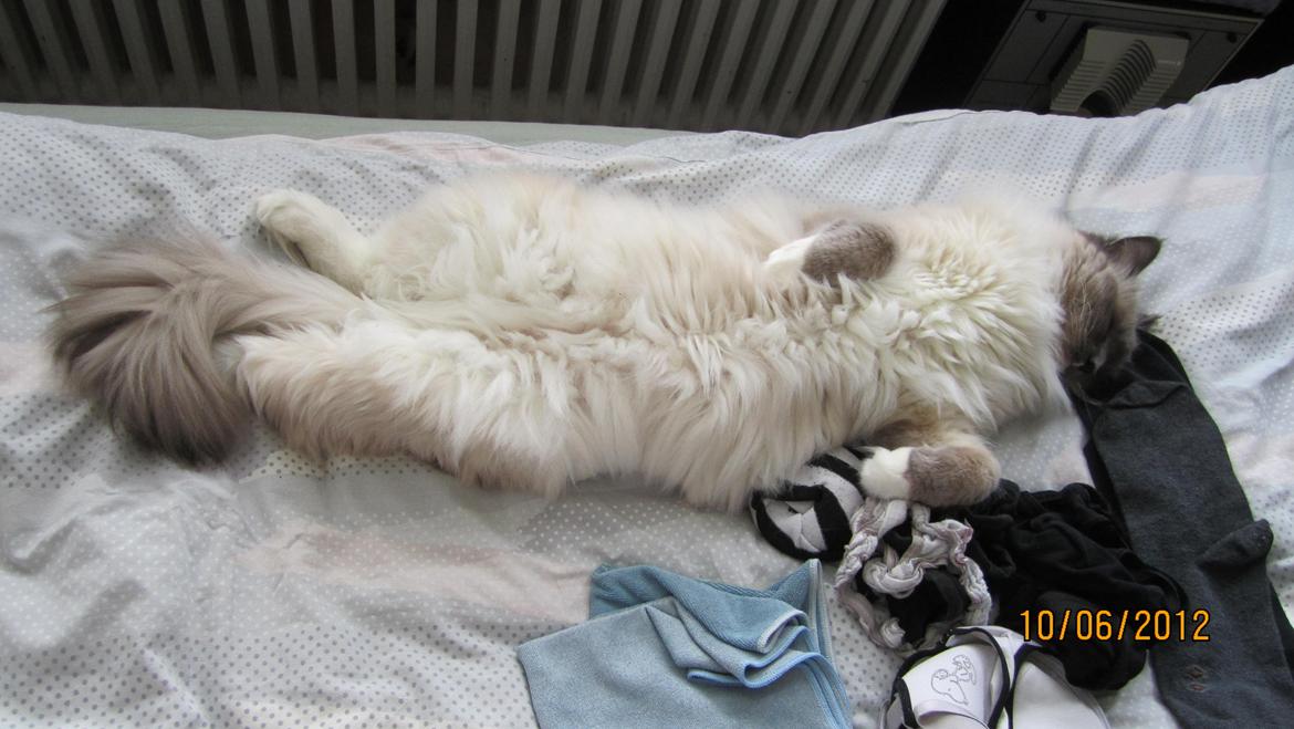 Ragdoll DK Lille Musse's Daredevil  aka Devil billede 4