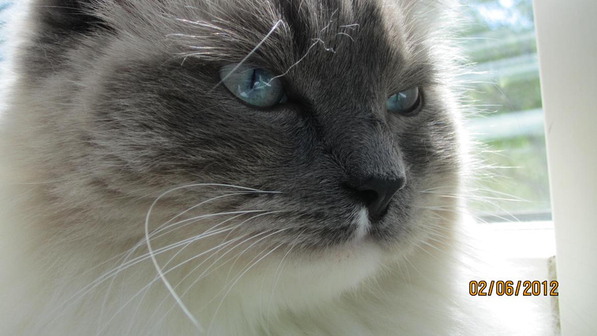 Ragdoll DK Lille Musse's Daredevil  aka Devil billede 2