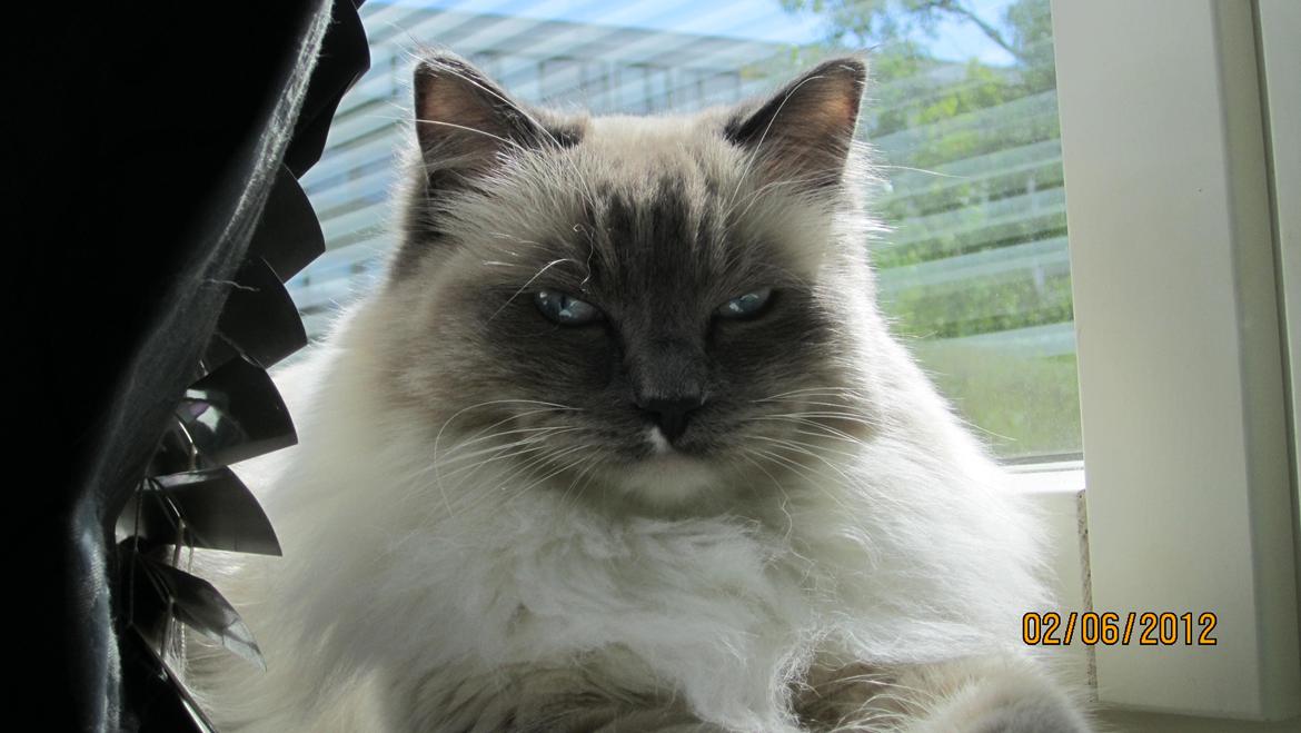 Ragdoll DK Lille Musse's Daredevil  aka Devil billede 3