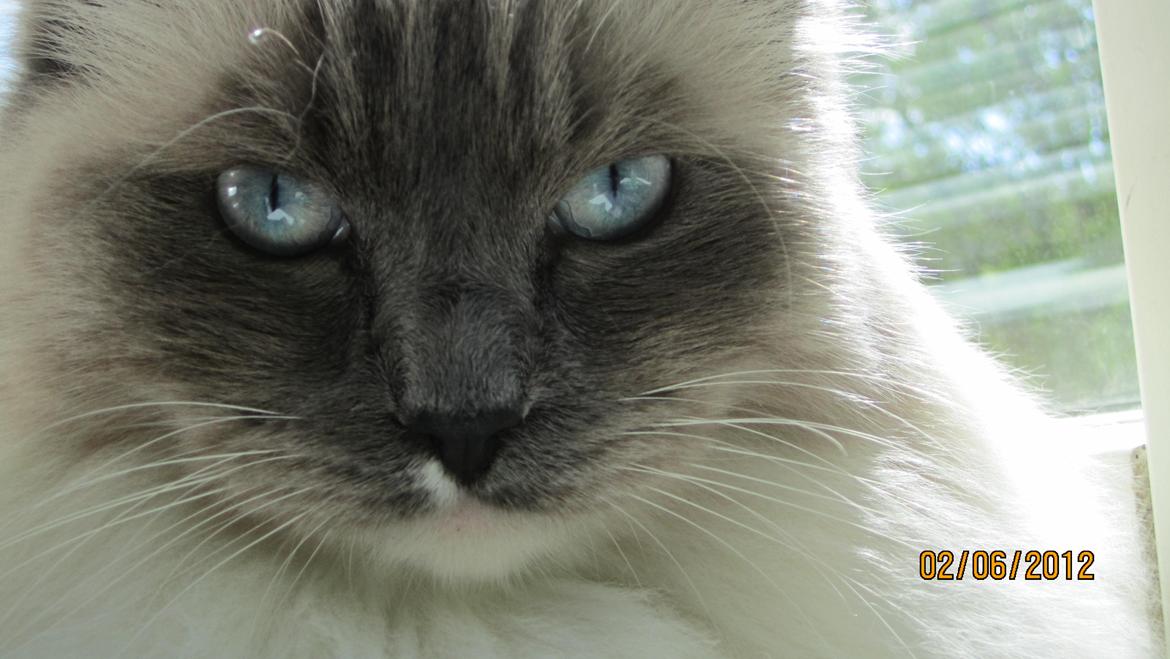 Ragdoll DK Lille Musse's Daredevil  aka Devil billede 1