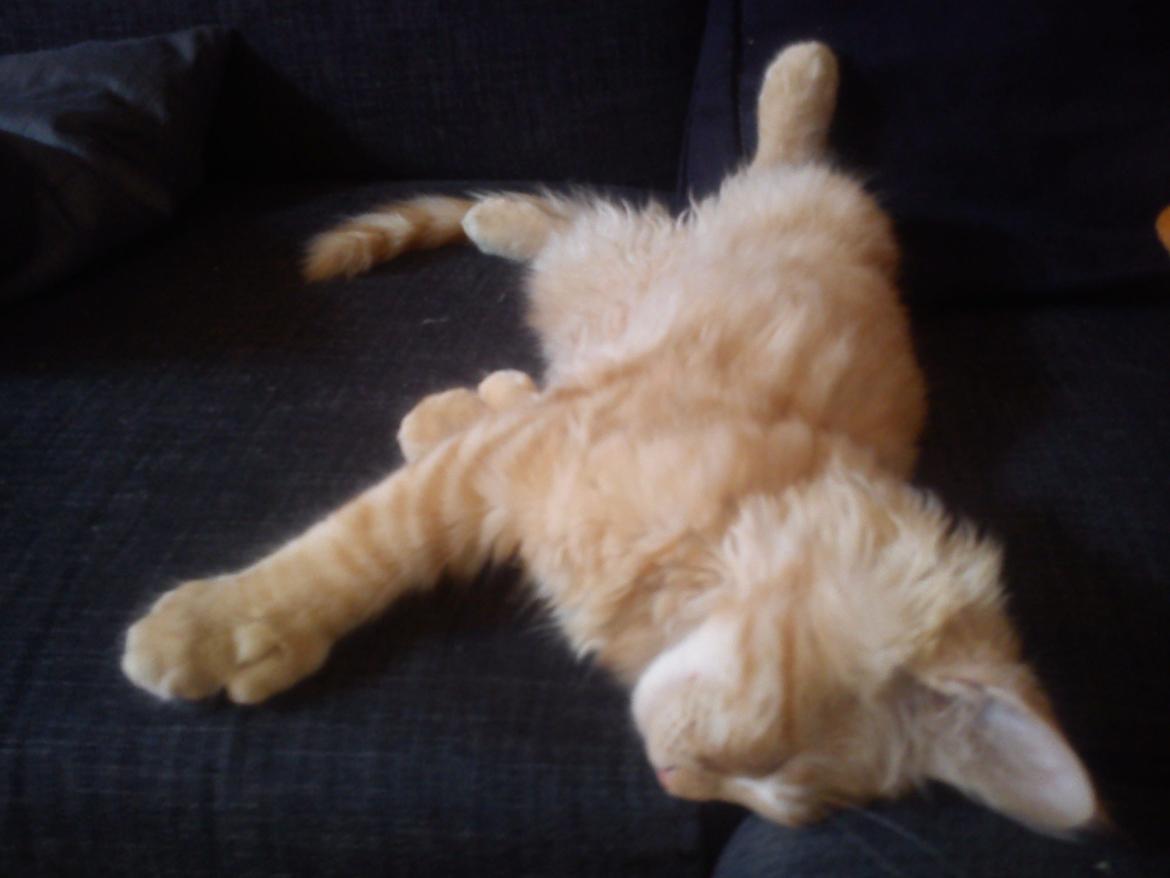 Maine Coon Nephew billede 16