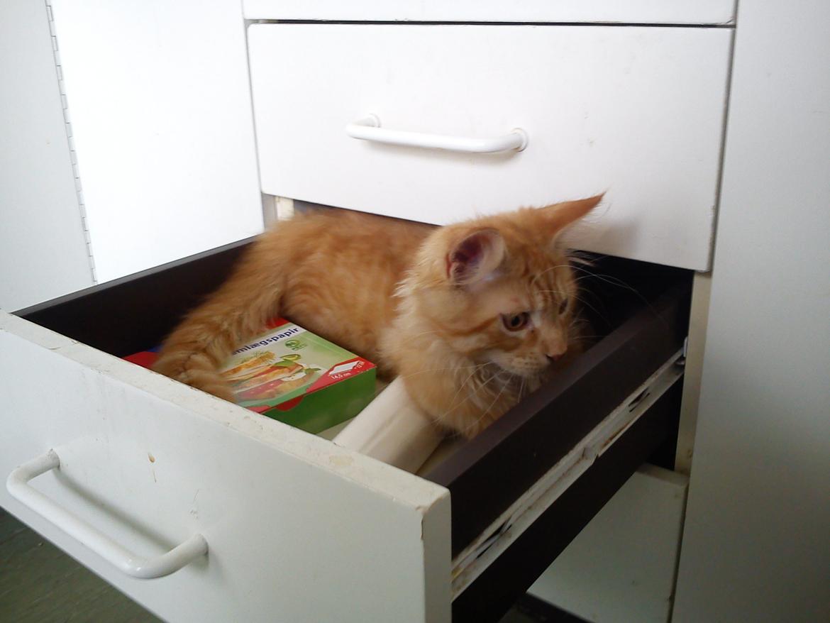 Maine Coon Nephew billede 17