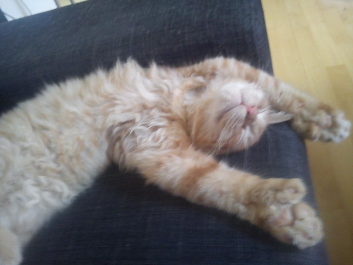 Maine Coon Nephew billede 18