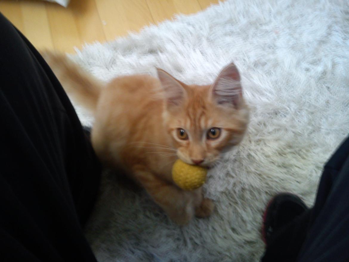 Maine Coon Nephew billede 19