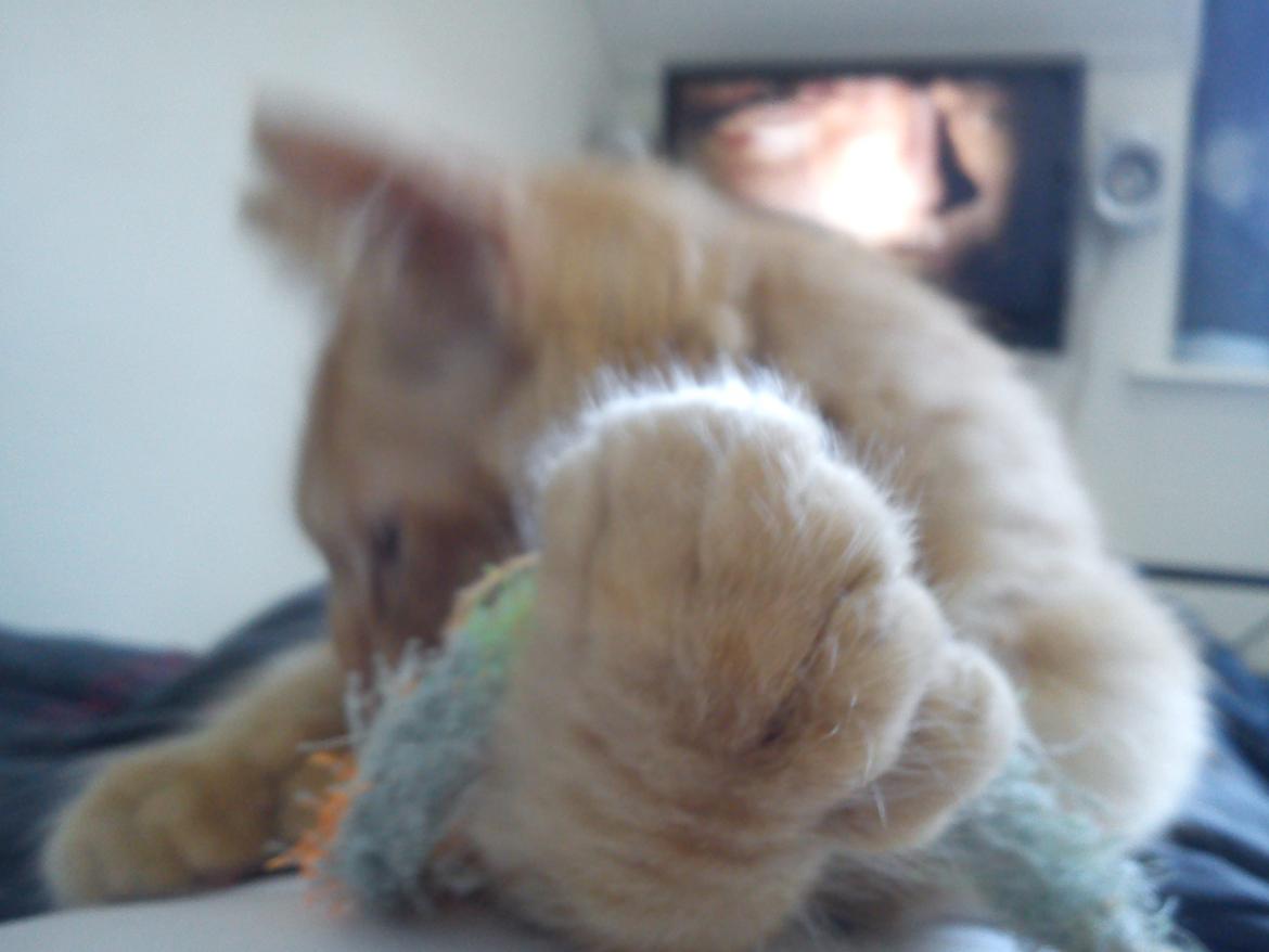 Maine Coon Nephew billede 20