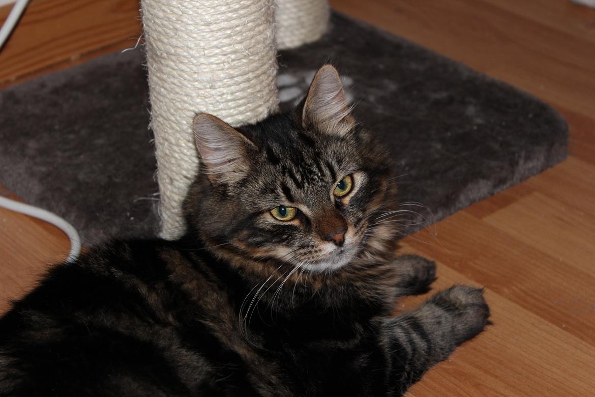 Blanding af racer Shifu billede 2