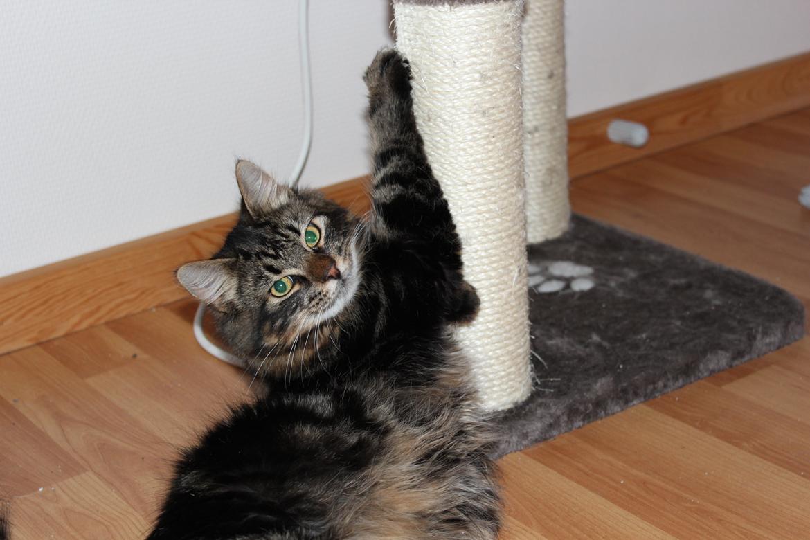 Blanding af racer Shifu billede 10