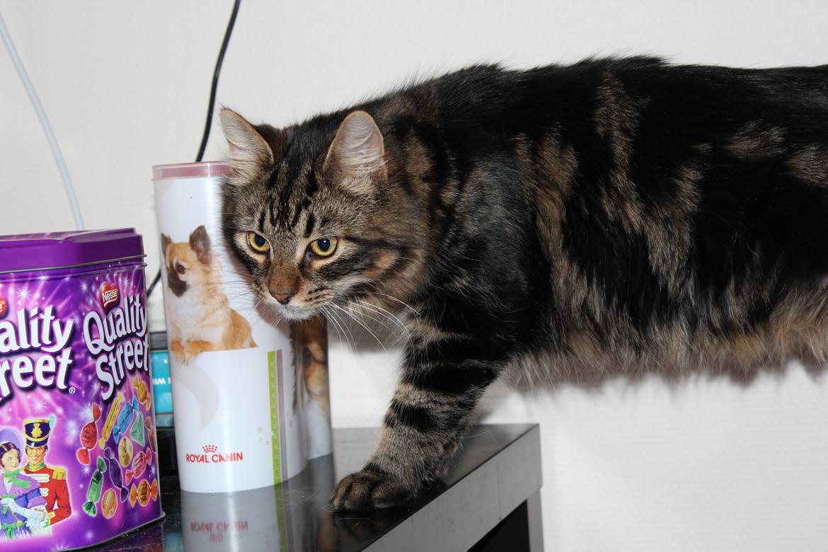 Blanding af racer Shifu billede 11