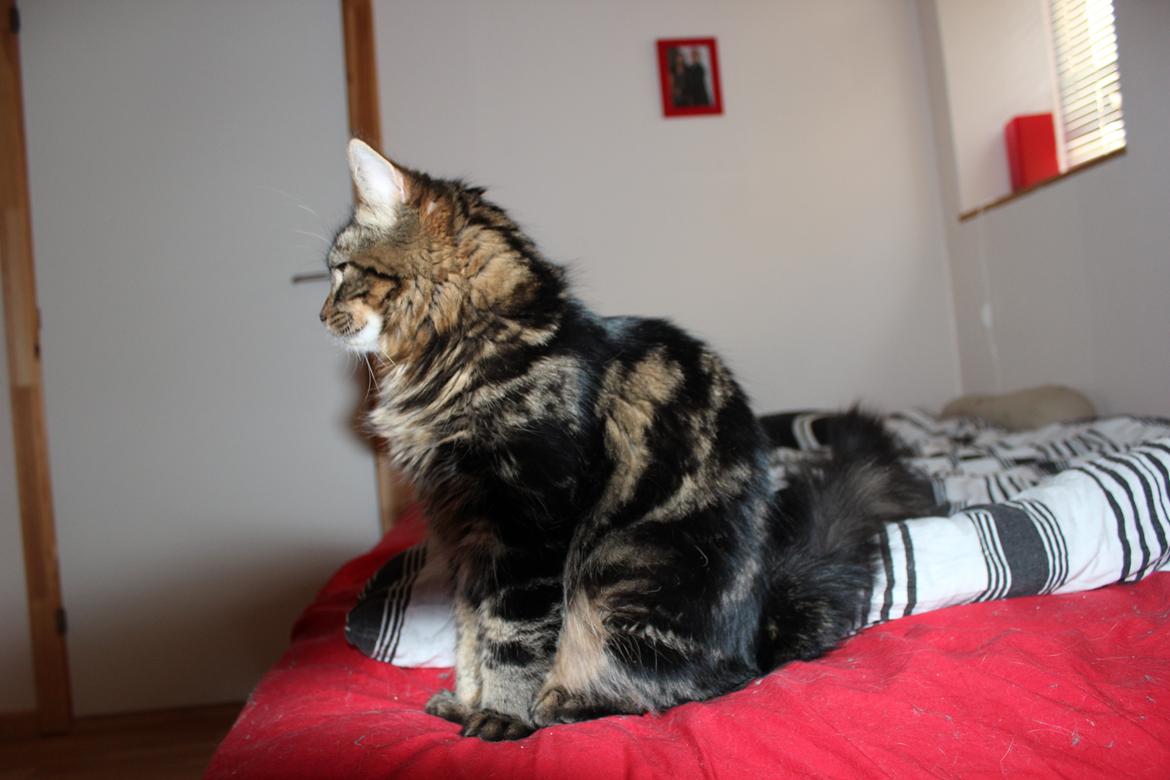 Blanding af racer Shifu billede 12