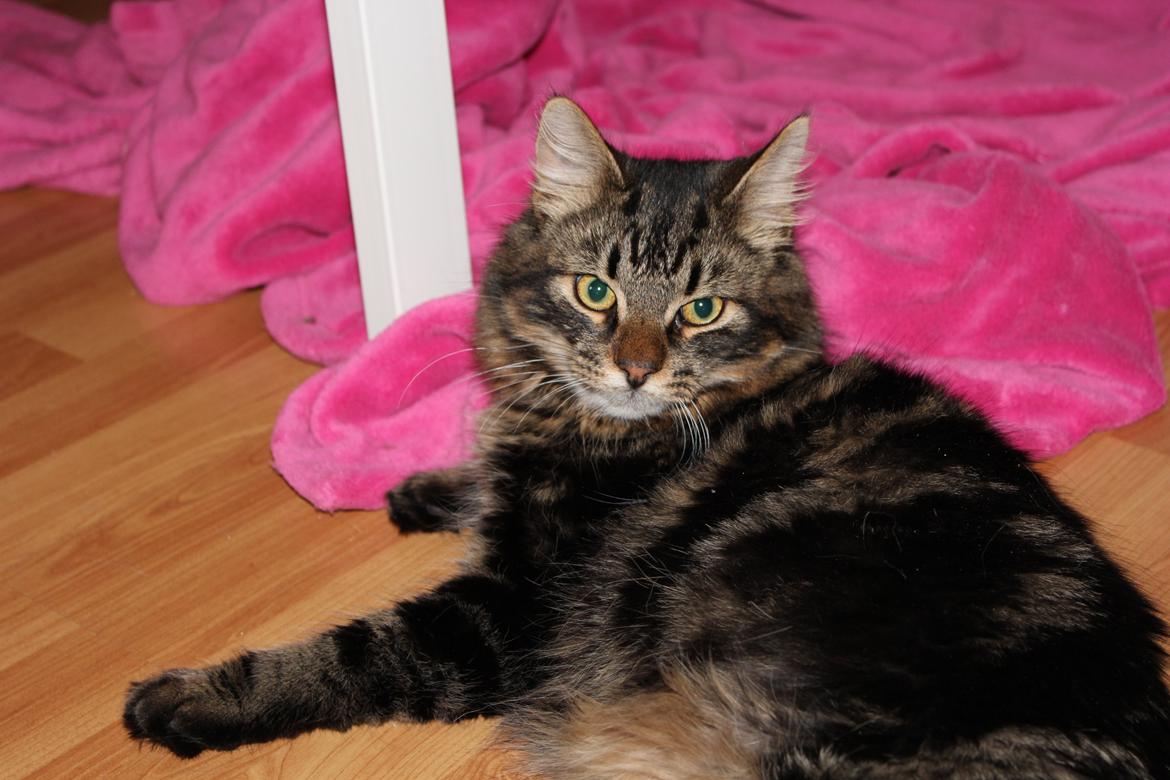 Blanding af racer Shifu billede 13