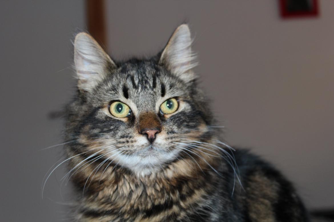 Blanding af racer Shifu billede 15