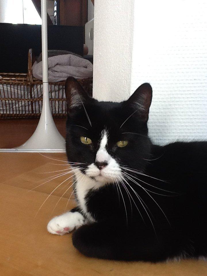 Huskat Laura - husk at læse besrivelse billede 1