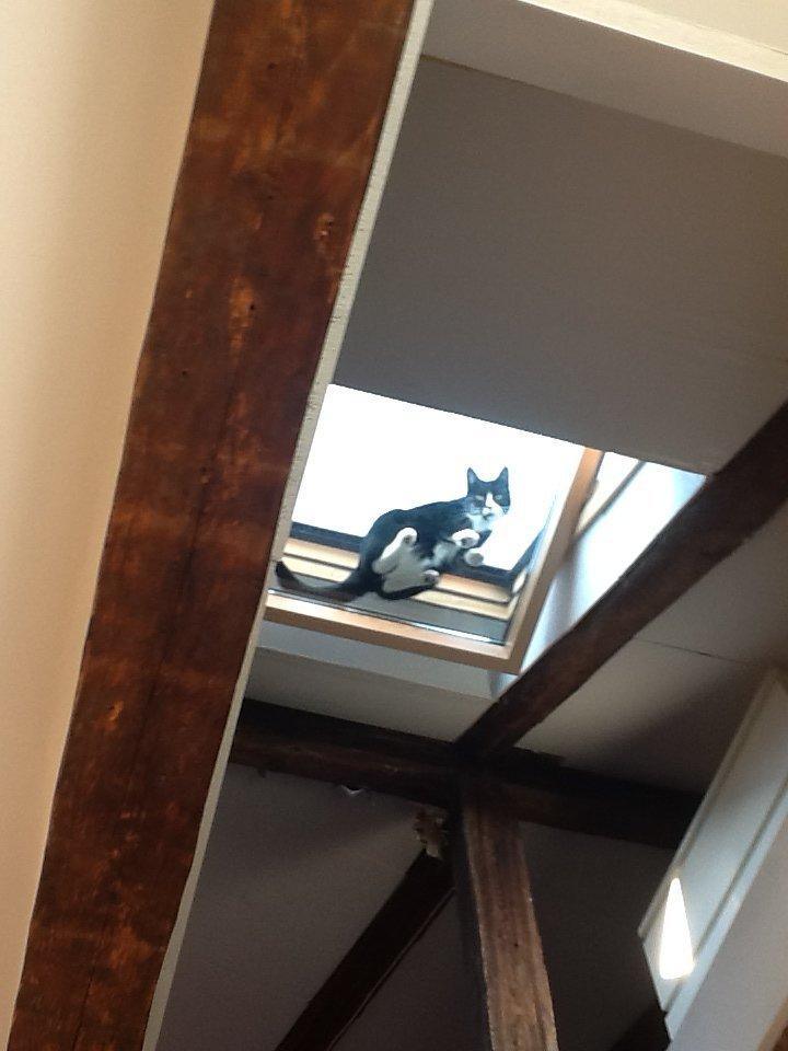 Huskat Laura - laura sidder oppe i vinduet billede 2