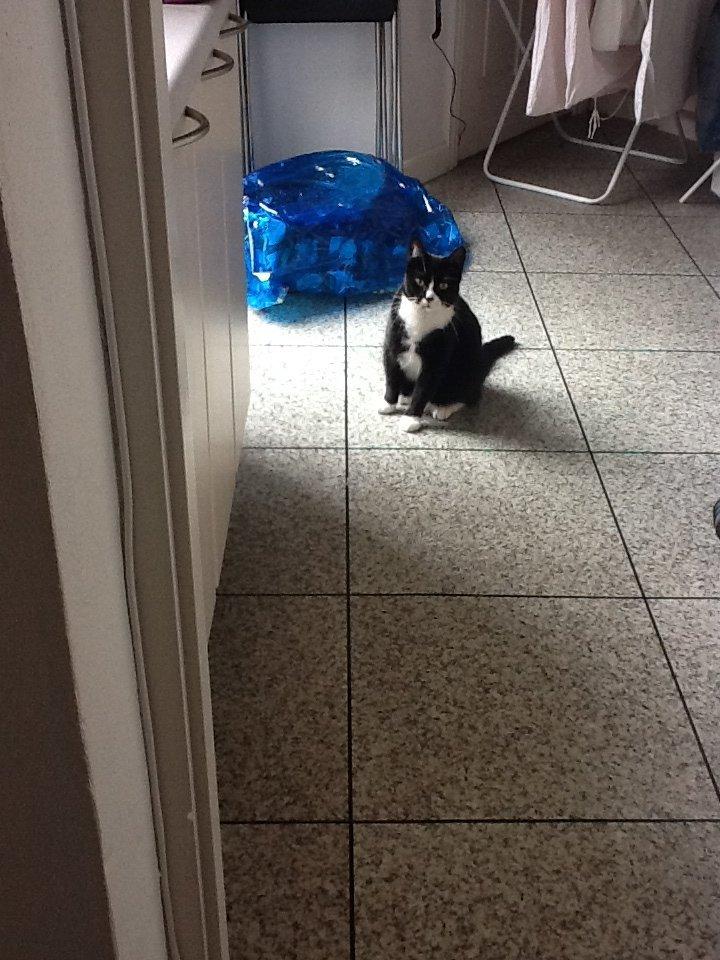 Huskat Laura billede 3