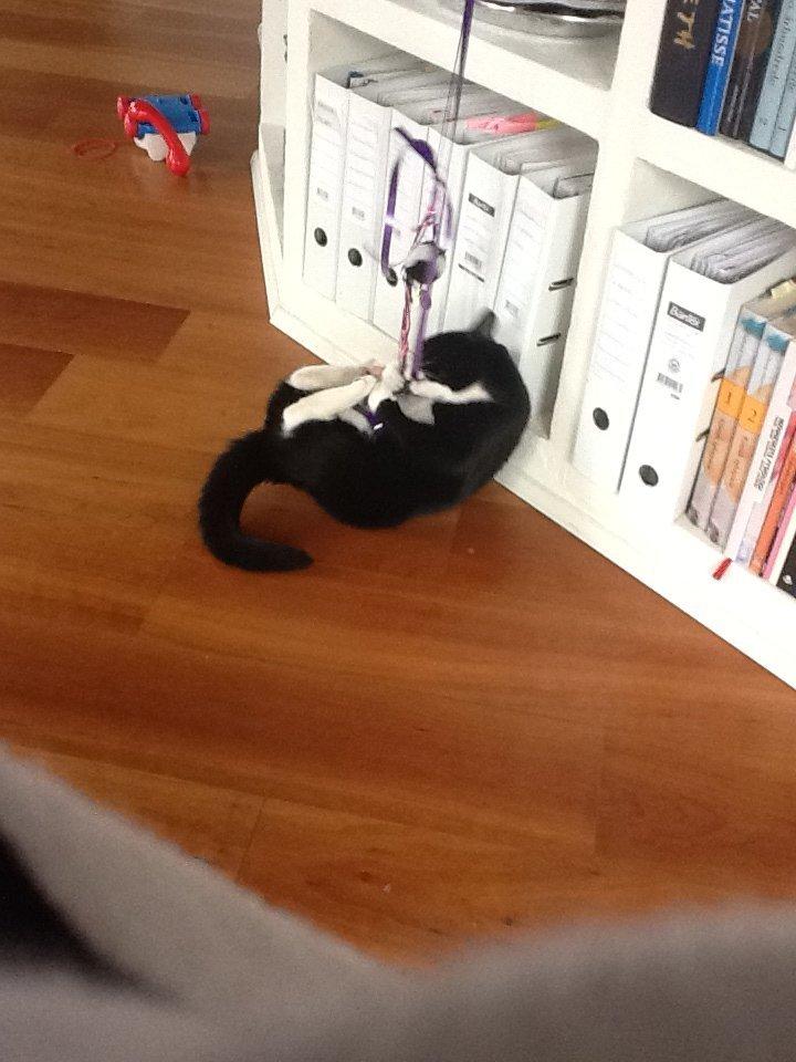 Huskat Laura - her hænger laura sig i snoren billede 5