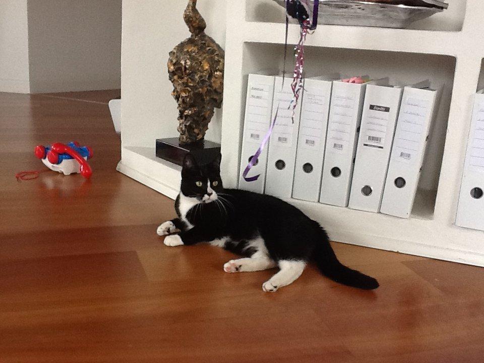 Huskat Laura billede 6