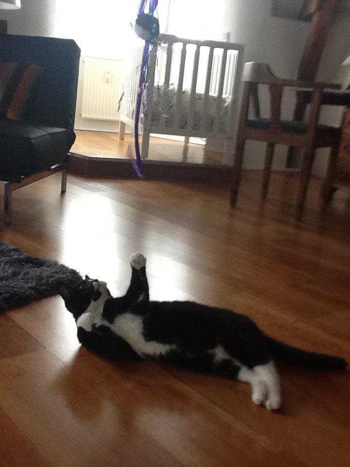 Huskat Laura billede 7