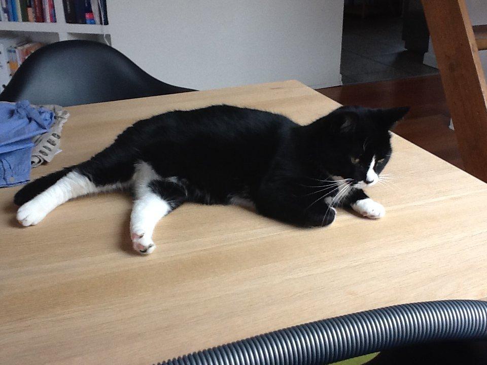 Huskat Laura billede 8