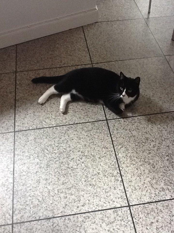 Huskat Laura billede 9