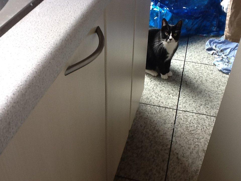 Huskat Laura billede 10