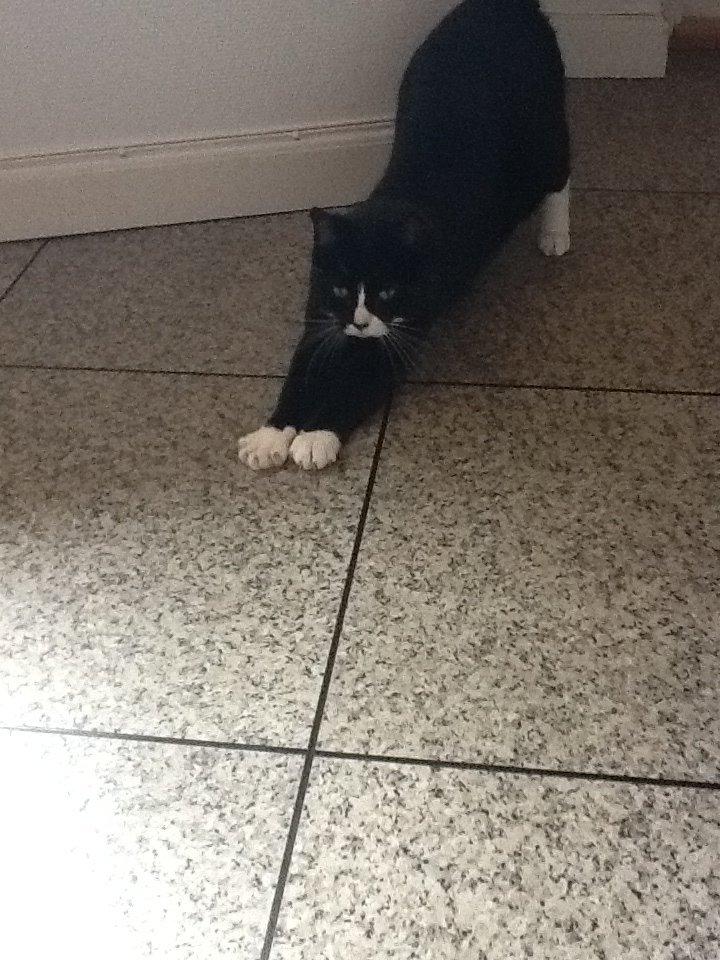 Huskat Laura billede 11