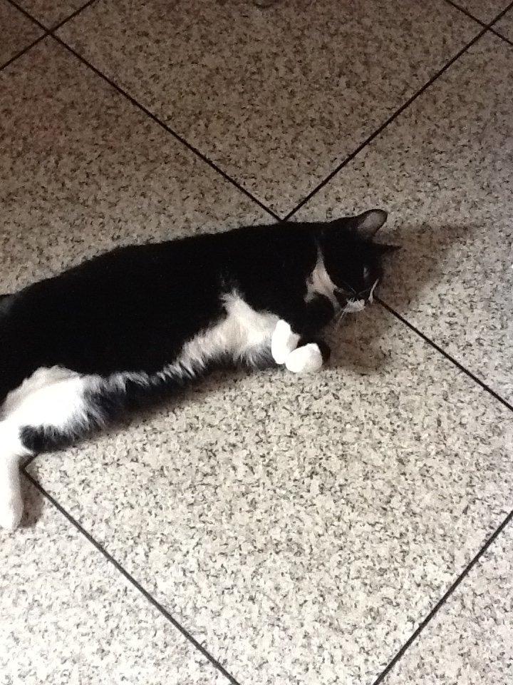 Huskat Laura billede 12