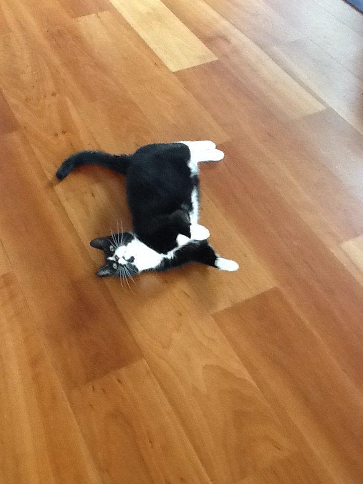 Huskat Laura billede 13