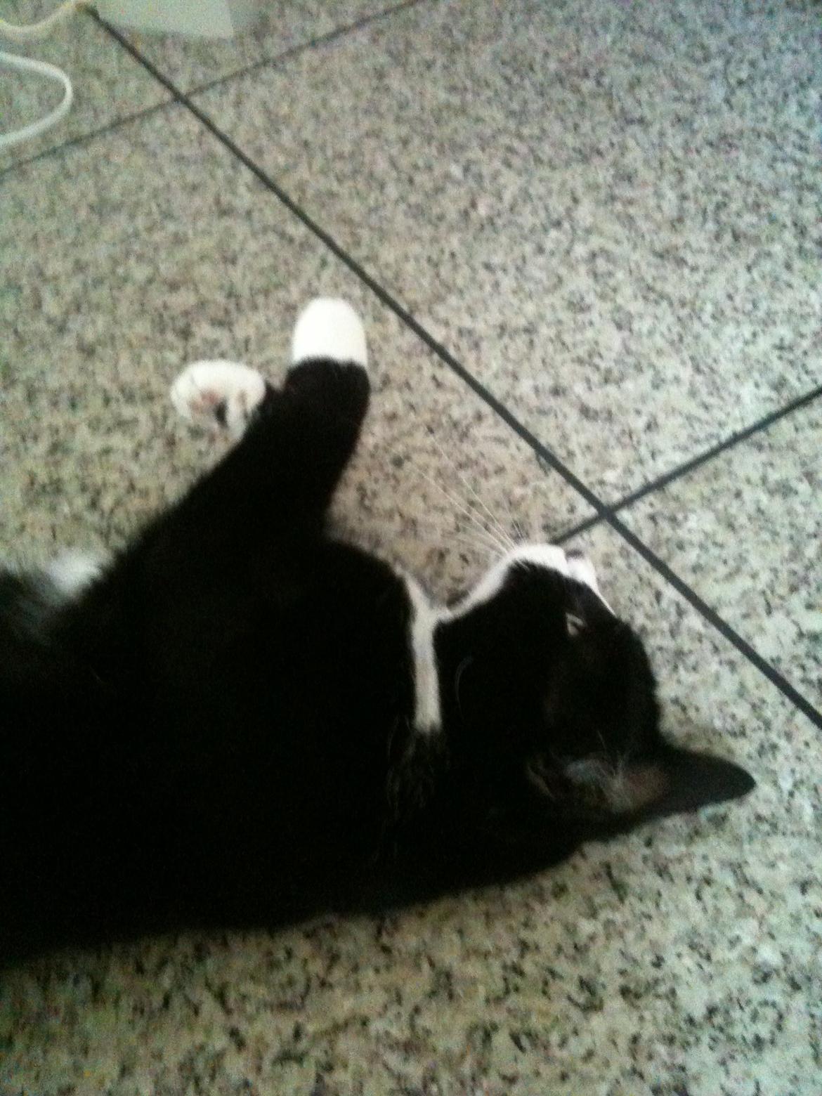 Huskat Laura billede 14