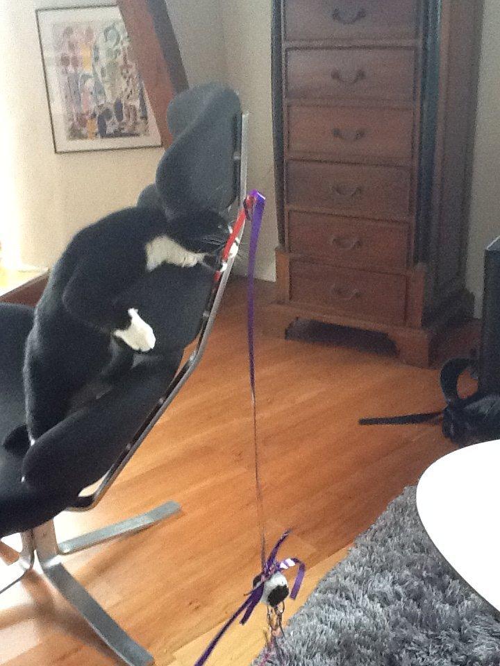 Huskat Laura billede 15