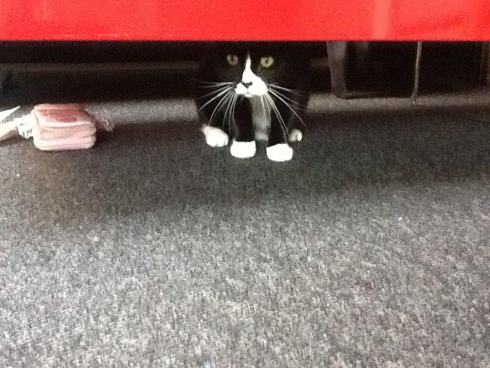 Huskat Laura billede 16