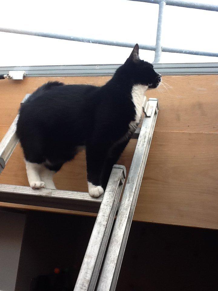 Huskat Laura - laura venter på at komme ud  billede 17