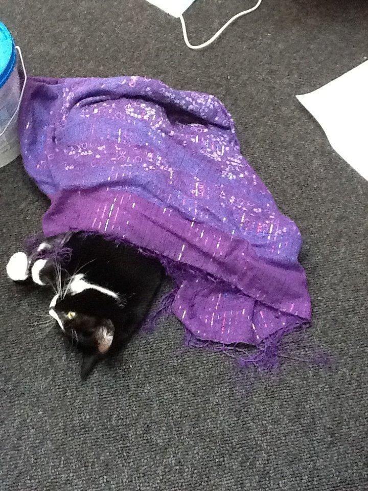 Huskat Laura - ddet er dejligt at tage sig en lille lur billede 18