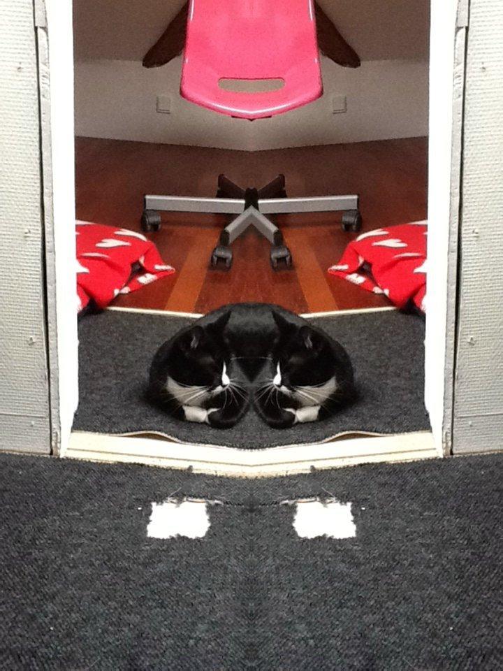 Huskat Laura billede 19