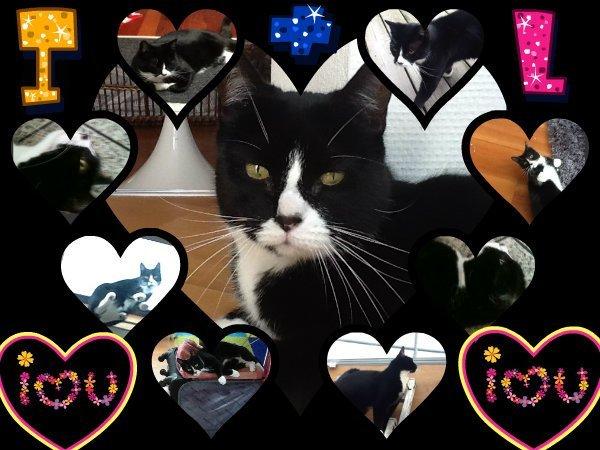 Huskat Laura billede 20