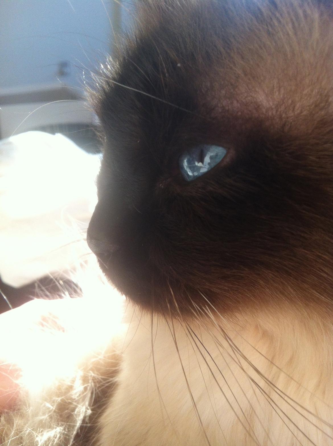 Hellig Birma Basil billede 8