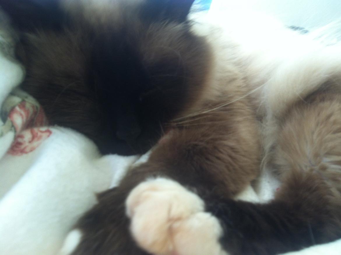 Hellig Birma Basil billede 9