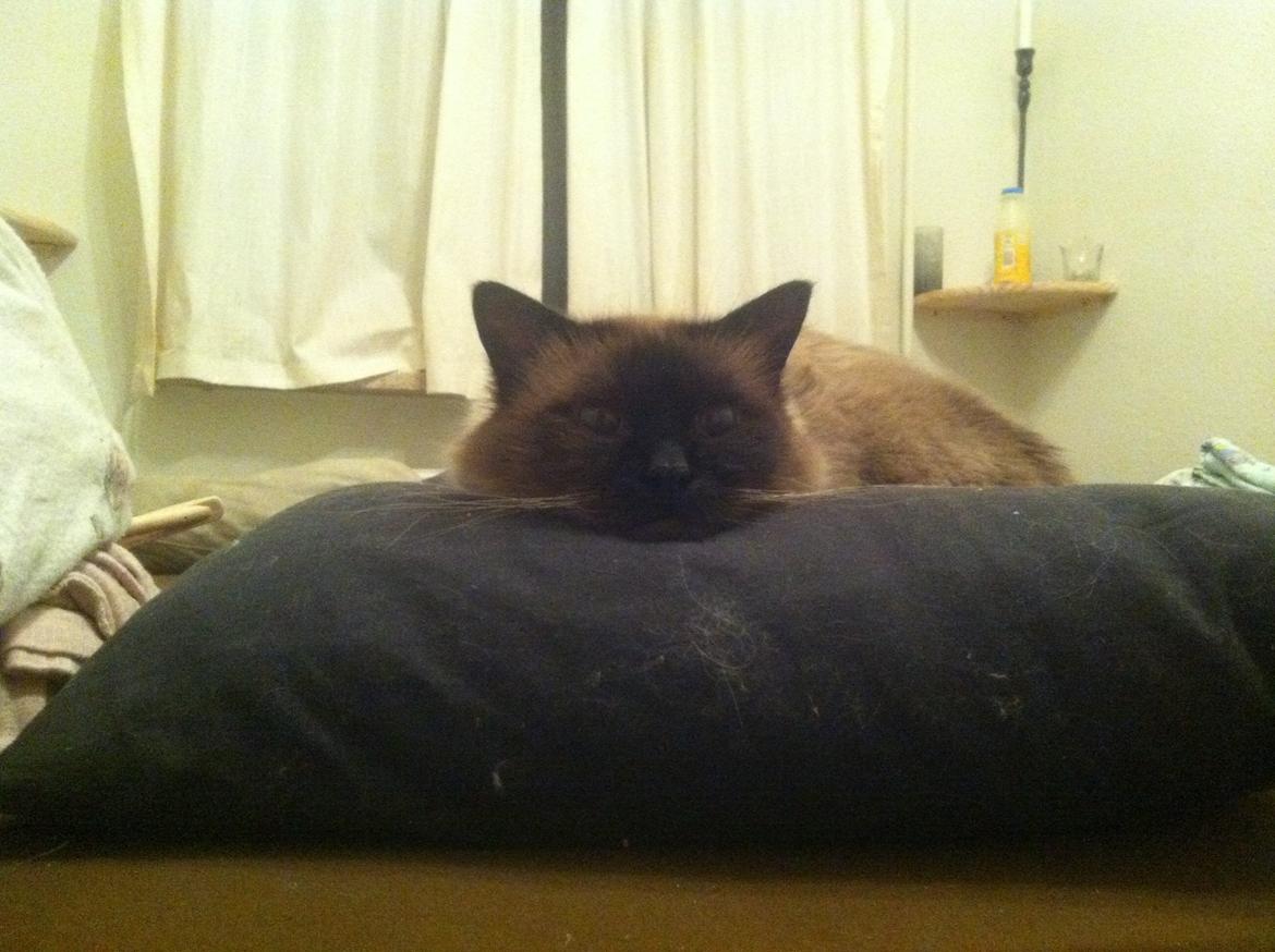 Hellig Birma Basil billede 10