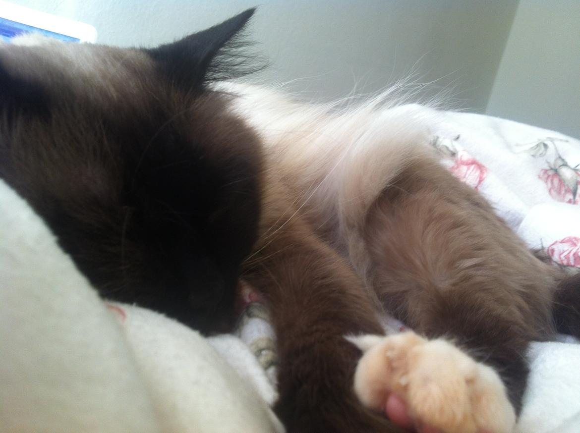 Hellig Birma Basil billede 11