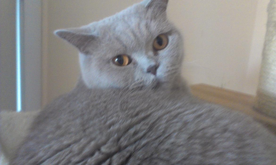 British Shorthair midas billede 2