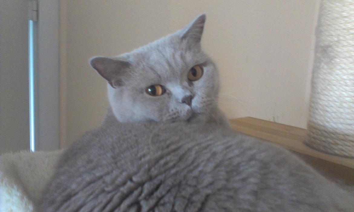 British Shorthair midas billede 1