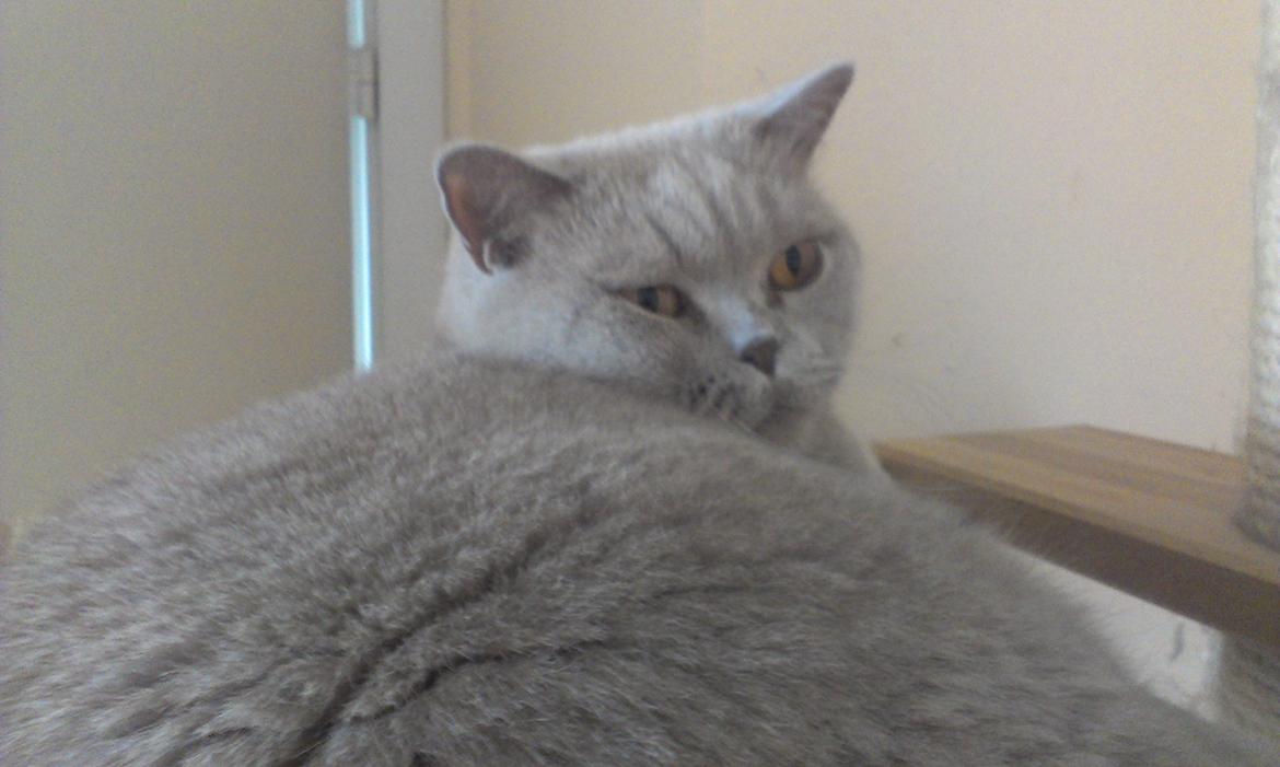 British Shorthair midas billede 19